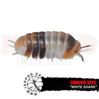 White Shark Isopods