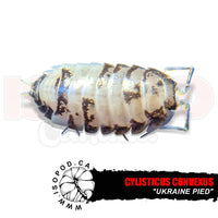 Pied Teardrop Isopods