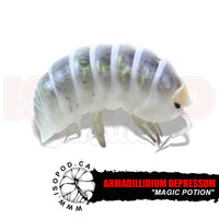 Southern Magic Potion Isopods