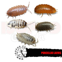 Smooth Party Mix Isopods