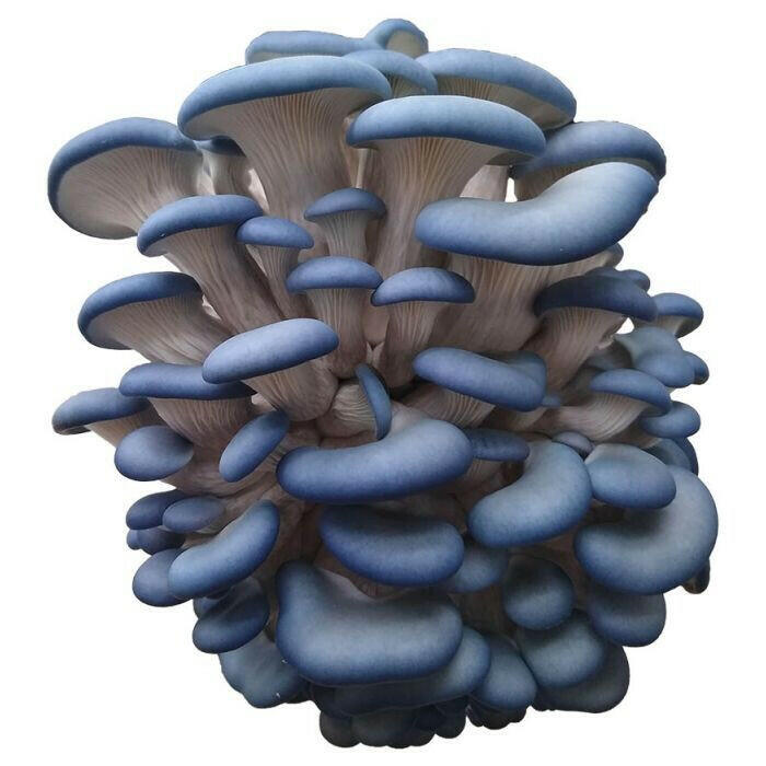 Glow in the Dark Mushroom Growing Kit (bioluminescent) Also Available: Blue Oyster  Mushrooms