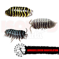 Zebra Isopods - Party Mix