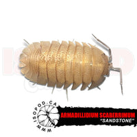 Sandstone Isopods