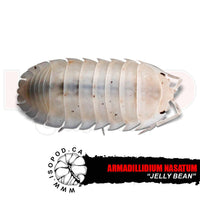 Nosy Jelly Bean Isopods