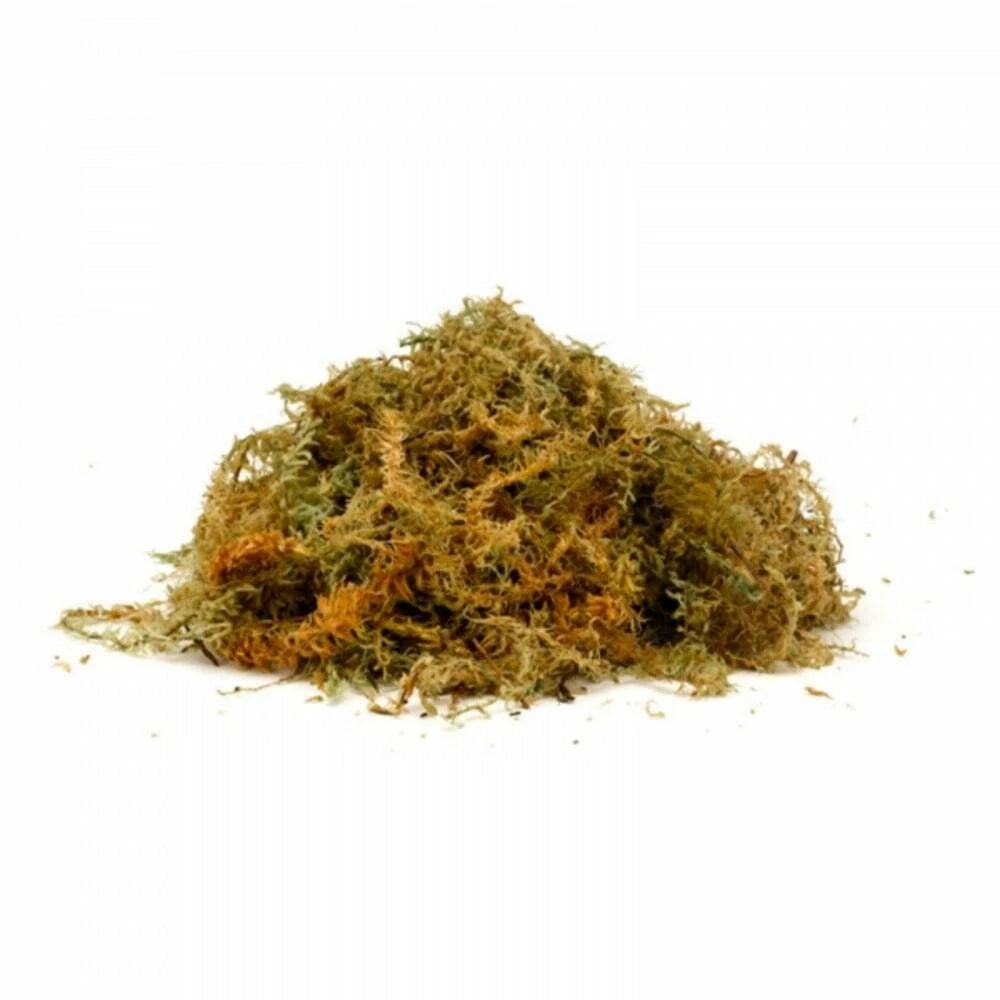 Long New Zealand Sphagnum Moss | reptile and terrarium supplies