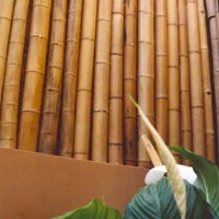 Bamboo Poles | reptile and terrarium supplies