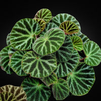 Meet Begonia ninmingensis "Bella". The common name for this is Bella Begonia. Stargazer Exotics is proud to offer the freshest of rare plant seeds. Other Common names for this rare Other Rare Plants are: Bella Begonia. Check this Bella Begonia (Begonia ninmingensis "Bella") out along with all of our other Other Rare Plants plant seeds here at Stargazer Exotics. We ship these Other Rare Plants seeds from Canada to anywhere in the World.
