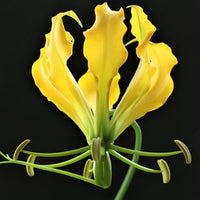 Meet Gloriosa lutea. The common name for this is Yellow Flame Lily. Stargazer Exotics is proud to offer the freshest of rare plant seeds. Other Common names for this rare Other Rare Plants are: Climbing Flame Lily, Golden Flame Lily, Yellow Glory Lily, Yellow Fire Lily. Check this Yellow Flame Lily (Gloriosa lutea) out along with all of our Other Rare Plants seeds here at Stargazer Exotics. We ship these Other Rare Plants seeds from Canada to anywhere in the World.
