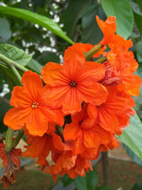 Meet Cordia sebestena. The common name for this is Geiger Tree / Geranium. Stargazer Exotics is proud to offer the freshest of rare plant seeds. Other Common names for this rare Other Rare Plants are: Geiger Tree / Geranium, Cordia Tree, Scarlet Cordia, Orange Geiger Tree.Check this Geiger Tree / Geranium (Cordia sebestena) out along with all of our Other Rare Plants seeds here at Stargazer Exotics. We ship these Other Rare Plants seeds from Canada to anywhere in the World.