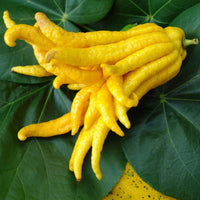 Meet Citrus medica var. sarcodactylis. The common name for this is Buddha's Hand Citron.  Stargazer Exotics is proud to offer the freshest of rare plant seeds. Other Common names for this rare Other Rare Plants are: Buddha's Finger Fruit, Citrus Buddha's Hand, Florentine Citron. Check this Buddha's Hand Citron (Citrus medica var. sarcodactylis) out along with all of our Other Rare Plants seeds here at Stargazer Exotics. We ship these Other Rare Plants seeds from Canada to anywhere in the World.
