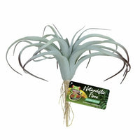 Naturalistic Flora - Tillandsia Air Plant | reptile and terrarium supplies