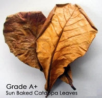 Indian Almond Leaves -Premium Grade A+