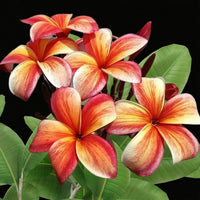 Stormy Tiger Plumeria / Nosegay Frangipani