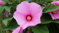 Meet Hibiscus moscheutos 'palustris'. The common name for this is Hardy Hibiscus  / Swamp Rose Mallow. Stargazer Exotics is proud to offer the freshest of rare plant seeds. Other Common names for this rare Other Rare Plants are : Swamp Rose Mallow, Marshmallow Hibiscus. Check this Hardy Hibiscus  / Swamp Rose Mallow (Hibiscus moscheutos 'palustris') out along with all of our Other Rare Plants seeds here at Stargazer Exotics. We ship these Other Rare Plants seeds from Canada to anywhere in the World.