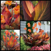 Meet Canna x generalis 'Orange Phasion'. The common name for this is Orange Phasion Canna Lily. Stargazer Exotics is proud to offer the freshest of rare plant seeds. Other Common names for this rare Other Rare Plants are : Canna Lily, Indian Shot, African Arrowroot, Edible Canna. Check this Orange Phasion Canna Lily (Canna x generalis 'Orange Phasion') out along with all of our Other Rare Plants seeds here at Stargazer Exotics. We ship these Other Rare Plants seeds from Canada to anywhere in the World.
