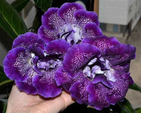 Meet Sinningia speciosa. The common name for this is Florist's Gloxinia  - Grape Candy. Stargazer Exotics is proud to offer the freshest of rare plant seeds. Other Common names for this rare Other Rare Plants are: Sinningia Speciosa, Brazilian Gloxinia, Eucodonia, Sinningia Gloxinia. Check this Florist's Gloxinia  - Grape Candy (Sinningia speciosa) out along with all of our Other Rare Plants seeds here at Stargazer Exotics. We ship these Other Rare Plants seeds from Canada to anywhere in the World.
