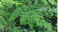 Meet Moringa oleifera. The common name for this is Drumstick Tree /Moringa. Stargazer Exotics is proud to offer the freshest of rare plant seeds. Other Common names for this rare Other Rare Plants are: Horseradish Tree, Miracle Tree, Ben Oil Tree, Sahijan Tree, Benzolive Tree, West Indian Ben. Check this Drumstick Tree /Moringa  (Moringa oleifera) out along with all of our Other Rare Plants seeds here at Stargazer Exotics. We ship these Other Rare Plants seeds from Canada to anywhere in the World.
