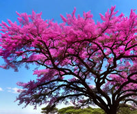 Meet Handroanthus impetiginosus. The common name for this is Pink Trumpet Tree. Stargazer Exotics is proud to offer the freshest of rare plant seeds. Other Common names for this rare Other Rare Plants are :  Tabebuia Rosea, Rosy Trumpet Tree, Pink Poui, Pink Tecoma. Check this Pink Trumpet Tree (Handroanthus impetiginosus) out along with all of our Other Rare Plants seeds here at Stargazer Exotics. We ship these Other Rare Plants seeds from Canada to anywhere in the World.
