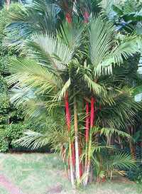 Meet Cyrtostachys renda. The common name for this is Red Sealing Wax Palm / Lipstick Palm. Stargazer Exotics is proud to offer the freshest of rare plant seeds. Other Common names for this rare Other Rare Plants are :  Red Palm Lily, Sealing Wax Palm, Lipstick Palm Tree. Check this Red Sealing Wax Palm / Lipstick Palm (Cyrtostachys renda) out along with all of our Other Rare Plants seeds here at Stargazer Exotics. We ship these Other Rare Plants seeds from Canada to anywhere in the World.
