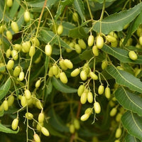 Meet Azadirachta indica. The common name for this is Neem. Stargazer Exotics is proud to offer the freshest of rare plant seeds. Other Common names for this rare Other Rare Plants are : Neem, Indian Lilac, Nimtree, Margosa Tree, Divine Tree, Heal-all Tree, Village Pharmacy. Check this Neem (Azadirachta indica) out along with all of our Other Rare Plants seeds here at Stargazer Exotics. We ship these Other Rare Plants seeds from Canada to anywhere in the World.
