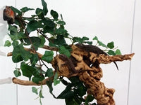 Magnetic Jungle Vine Cluster | reptile and terrarium supplies