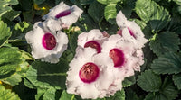 Meet Sinningia speciosa. The common name for this is Florist's Gloxinia  - Raspberry Sorbet. Stargazer Exotics is proud to offer the freshest of rare plant seeds. Other Common names for this rare Other Rare Plants are: Sinningia Speciosa,Brazilian Gloxinia, Eucodonia, Sinningia Gloxinia. Check this Florist's Gloxinia  - Raspberry Sorbet (Sinningia speciosa) out along with all of our Other Rare Plants seeds here at Stargazer Exotics. We ship these Other Rare Plants seeds from Canada to anywhere in the World.