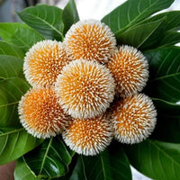 Meet Neolamarckia cadamba / Anthocephalus Cadamba. The common name for this is Kadamba Tree. Stargazer Exotics is proud to offer the freshest of rare plant seeds. Other Common names for this rare Other Rare Plants are : Neolamarckia Cadamba, Burflower Tree. Check this Kadamba Tree (Neolamarckia cadamba / Anthocephalus Cadamba) out along with all of our Other Rare Plants seeds here at Stargazer Exotics. We ship these Other Rare Plants seeds from Canada to anywhere in the World.