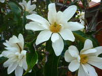 Sweet Michelia Magnolia