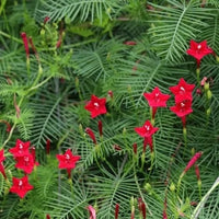 Meet Ipomoea quamoclit. The common name for this is Cypress Vine. Stargazer Exotics is proud to offer the freshest of rare plant seeds. Other Common names for this rare Other Rare Plants are: Cypress Vine, Quamoclit Pennata, Hummingbird Vine, Star Glory, Indian Pink, Cardinal Climber, Star Ipomoea. Check this Cypress Vine (Ipomoea quamoclit) out along with all of our Other Rare Plants seeds here at Stargazer Exotics. We ship these Other Rare Plants seeds from Canada to anywhere in the World.
