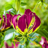 Meet Gloriosa carsonii. The common name for this is Purple Flame Lily. Stargazer Exotics is proud to offer the freshest of rare plant seeds. Other Common names for this rare Other Rare Plants are: Gloriosa Lily, Climbing Lily, Flame Lily, Glory Lily, Fire Lily, Superb Lily. Check this Purple Flame Lily (Gloriosa carsonii) out along with all of our Other Rare Plants seeds here at Stargazer Exotics. We ship these Other Rare Plants seeds from Canada to anywhere in the World.
