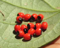 Meet Abrus precatorius. The common name for this is Rosary Pea. Stargazer Exotics is proud to offer the freshest of rare plant seeds. Other Common names for this rare Other Rare Plants are : Crab's Eye Vine, Jequirity Bean Plant, Buddha Beads Check this Rosary Pea (Abrus precatorius) out along with all of our Other Rare Plants seeds here at Stargazer Exotics. We ship these Other Rare Plants seeds from Canada to anywhere in the World.
