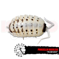 Rubivan Isopods