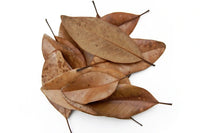 Magnolia Leaf Litter | reptile and terrarium supplies