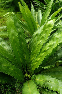 Meet Asplenium nidus. The common name for this is Bird's Nest Fern. Stargazer Exotics is proud to offer the freshest of rare plant seeds. Other Common names for this rare Other Rare Plants are: Nest Fern, Nesting Fern, Crow's Nest Fern, Bird's Nest Foliage Fern, Asplenium Nest Fern. Check this Bird's Nest Fern (Asplenium nidus) out along with all of our other Other Rare Plants plant seeds here at Stargazer Exotics. We ship these Other Rare Plants seeds from Canada to anywhere in the World.