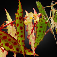 Meet Begonia Amphioxus. The common name for this is Pink Spotted Begonia. Stargazer Exotics is proud to offer the freshest of rare plant seeds. Other Common names for this rare Other Rare Plants are :Pink Spotted Begonia, Amphioxus Begonia, Star Begonia. Check this Pink Spotted Begonia (Begonia Amphioxus) out along with all of our Other Rare Plants seeds here at Stargazer Exotics. We ship these Other Rare Plants seeds from Canada to anywhere in the World.
