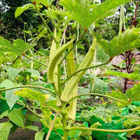 Meet Abelmoschus esculentus. The common name for this is Elephant Tusk Okra / Lady Finger. Stargazer Exotics is proud to offer the freshest of rare plant seeds. Check this Elephant Tusk Okra / Lady Finger (Abelmoschus esculentus) out along with all of our other Heirloom Vegetable and Rare Finds Trees plant seeds here at Stargazer Exotics. We ship these Heirloom Vegetable and Rare Finds seeds from Canada to anywhere in the World.
