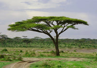 Meet Acacia tortilis / Vachellia tortilis. The common name for this is Umbrella Thorn Tree . Stargazer Exotics is proud to offer the freshest of rare plant seeds. Other Common names for this rare Other Rare Plants are :Umbrella Thorn Tree, Acacia Tortilis, Israeli Babool, Israeli Thorn. Check this Umbrella Thorn Tree (Acacia tortilis / Vachellia tortilis) out along with all of our Other Rare Plants seeds here at Stargazer Exotics. We ship these Other Rare Plants seeds from Canada to anywhere in the World.
