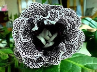 Meet Sinningia speciosa. The common name for this is Florist's Gloxinia - Black Galaxy. Stargazer Exotics is proud to offer the freshest of rare plant seeds. Other Common names for this rare Other Rare Plants are: Brazilian Gloxinia, Eucodonia, Sinningia Gloxinia. Check this Florist's Gloxinia  - Dalmation (Sinningia speciosa) out along with all of our Other Rare Plants seeds here at Stargazer Exotics. We ship these Other Rare Plants seeds from Canada to anywhere in the World.