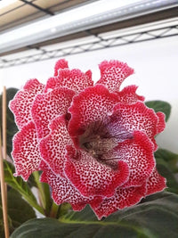 Meet Sinningia speciosa. The common name for this is Florist's Gloxinia  - Strawberry Punch. Stargazer Exotics is proud to offer the freshest of rare plant seeds. Other Common names for this rare Other Rare Plants are: Sinningia Speciosa, Brazilian Gloxinia, Eucodonia, Sinningia Gloxinia. Check this Florist's Gloxinia  - Strawberry Punch(Sinningia speciosa) out along with all of our Other Rare Plants seeds here at Stargazer Exotics. We ship these Other Rare Plants seeds from Canada to anywhere in the World.