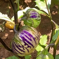 Meet Solanum macrocarpon. The common name for this is Purple Striped Macrocarpon Eggplant. Stargazer Exotics is proud to offer the freshest of rare plant seeds. Check this Purple Striped Macrocarpon Eggplant (Solanum macrocarpon) out along with all of our other Heirloom Vegetable and Rare Finds Trees plant seeds here at Stargazer Exotics. We ship these Heirloom Vegetable and Rare Finds seeds from Canada to anywhere in the World.
