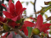 Meet Bombax ceiba. The common name for this is Red Silk Cotton Tree. Stargazer Exotics is proud to offer the freshest of rare plant seeds. Other Common names for this rare Other Rare Plants are : Kapok Tree, Bombax Tree, Red Cotton Tree, Silk Cotton Tree. Check this Red Silk Cotton Tree (Bombax ceiba) out along with all of our Other Rare Plants seeds here at Stargazer Exotics. We ship these Other Rare Plants seeds from Canada to anywhere in the World.
