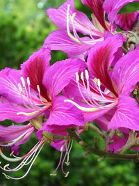 Meet Bauhinia purpurea. The common name for this is Purple Orchid Tree. Stargazer Exotics is proud to offer the freshest of rare plant seeds. Other Common names for this rare Other Rare Plants are:Hong Kong Orchid Tree, Butterfly Tree, Purple Bauhinia, Hawaiian Orchid Tree. Check this Purple Orchid Tree (Bauhinia purpurea) out along with all of our Other Rare Plants seeds here at Stargazer Exotics. We ship these Other Rare Plants seeds from Canada to anywhere in the World.
