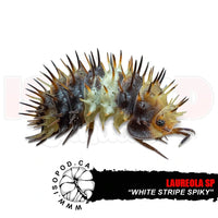 White Stripe Spiky Isopods