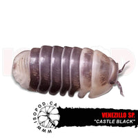 Castle Black Isopods