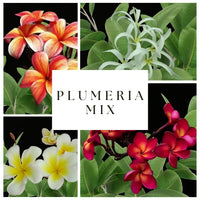 Meet Plumeria sp.. The common name for this is Top Selling Plumeria Mix / Nosegay Frangipani. Stargazer Exotics is proud to offer the freshest of rare plant seeds. Other Common names for this rare Other Rare Plants are : Lei Flowers, Hawaiian Lei Flowers, Temple Tree, Graveyard Tree. Check this Top Selling Plumeria Mix / Nosegay Frangipani  (Plumeria sp.) out along with all of our Other Rare Plants seeds here at Stargazer Exotics. We ship these Other Rare Plants seeds from Canada to anywhere in the World.
