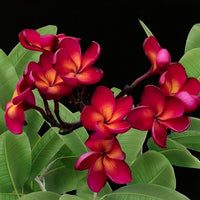 Meet Plumeria sp. The common name for this is Burning Fire Plumeria / Nosegay Frangipani. Stargazer Exotics is proud to offer the freshest of rare plant seeds. Other Common names for this rare Other Rare Plants are: Burning Fire Plumeria , Nosegay Frangipani, Jamacian Fire Plumeria. Check this Burning Fire Plumeria / Nosegay Frangipani  (Plumeria sp.) out along with all of our Other Rare Plants seeds here at Stargazer Exotics. We ship these Other Rare Plants seeds from Canada to anywhere in the World.
