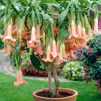 Meet Datura sp. The common name for this is Pastel Pink Angel Trumpets. Stargazer Exotics is proud to offer the freshest of rare plant seeds. Other Common names for this rare Other Rare Plants are : Devil's Trumpet, Moonflower, Jimsonweed, Thorn Apple. Check this Pastel Pink Angel Trumpets (Datura sp.) out along with all of our Other Rare Plants seeds here at Stargazer Exotics. We ship these Other Rare Plants seeds from Canada to anywhere in the World.
