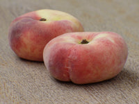 Meet Prunus persica var. platycarpa. The common name for this is Donut (Doughnut) Peach / Flat Peach . Stargazer Exotics is proud to offer the freshest of rare plant seeds. Other Common names for this rare Other Rare Plants are: Donut (Doughnut) Peach / Flat Peach. Check this Donut (Doughnut) Peach / Flat Peach  (Prunus persica var. platycarpa) out along with all of our Other Rare Plants seeds here at Stargazer Exotics. We ship these Other Rare Plants seeds from Canada to anywhere in the World.
