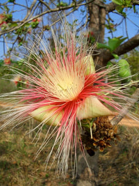 Meet Barringtonia arborea / Careya arborea. The common name for this is Slow Match Tree. Stargazer Exotics is proud to offer the freshest of rare plant seeds. Other Common names for this rare Other Rare Plants are : Fish Poison Tree, Indian Putat, Indian Oak, Freshwater Mangrove. Check this Slow Match Tree (Barringtonia arborea / Careya arborea) out along with all of our Other Rare Plants seeds here at Stargazer Exotics. We ship these Other Rare Plants seeds from Canada to anywhere in the World.
