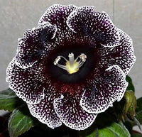 Meet Sinningia speciosa. The common name for this is Florist's Gloxinia - Black Galaxy. Stargazer Exotics is proud to offer the freshest of rare plant seeds. Other Common names for this rare Other Rare Plants are: Florist's Gloxinia,Eucodonia, Sinningia Gloxinia. Check this Florist's Gloxinia - Black Galaxy (Sinningia speciosa) out along with all of our Other Rare Plants seeds here at Stargazer Exotics. We ship these Other Rare Plants seeds from Canada to anywhere in the World.
